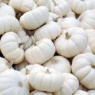 White Mini Pumpkin 15 Vegetable seeds