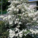 Small Tree American White Flowering Dogwood 10 seeds garden decore