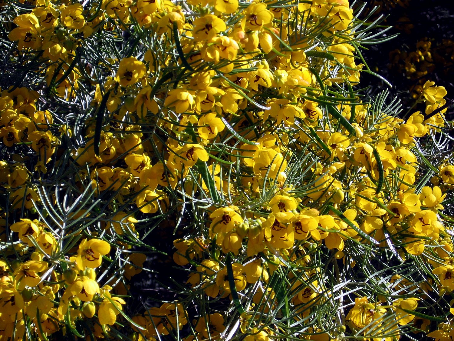 Yellow FEATHERY CASSIA 50 seeds flower plant