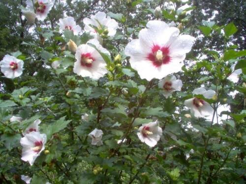 White & Hot Pink Rose Of Sharon Hibiscus Syriacus 50 seeds Flower