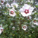 White & Hot Pink Rose Of Sharon Hibiscus Syriacus 50 seeds Flower