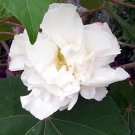 White Double Of Sharon Hibiscus Syriacus 50 seeds Flower