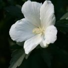 White Rose Of Sharon Hibiscus Syriacus 50 seeds Flower