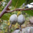 American Silverberry Wolf Willow Elaeagnus  Berry Fruit 10 seeds