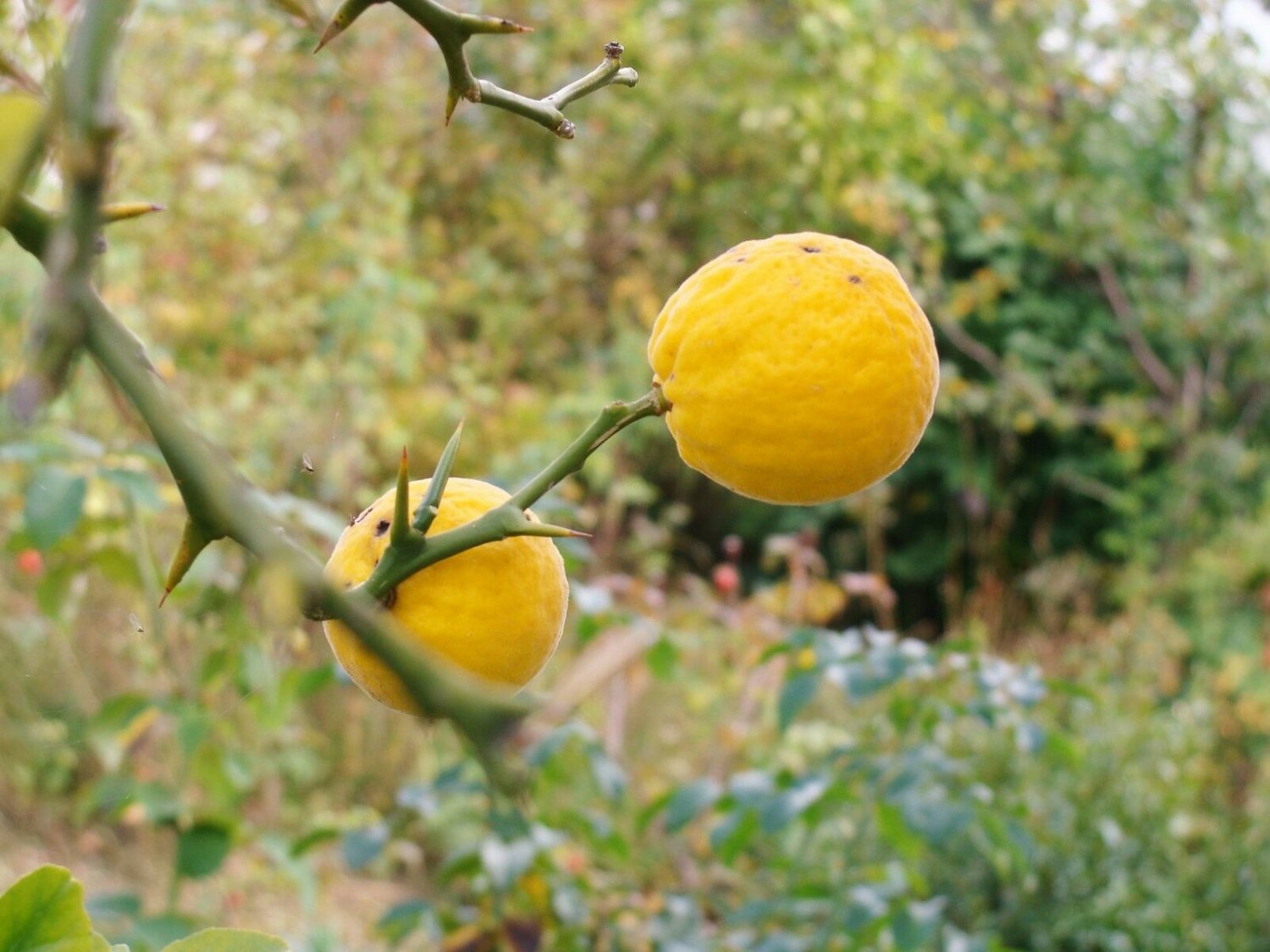Citrus Hardy Orange Tree Fruit 5 Seeds