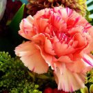 Carnation- Chabaud Pink Rose 50 flower seeds