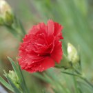 Carnation- Chabaud Scarlet Red 50 flower seeds
