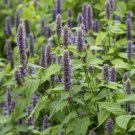 US Only Korean Mint Seeds Licorice Hyssop 400 seeds