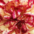 Carnation- Chabaud RED & WHITE 50 flower seeds