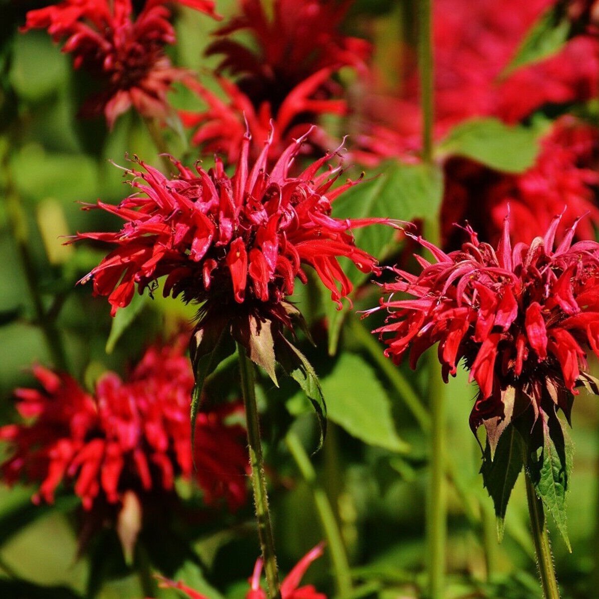 bee balm plant red