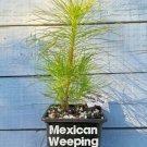 Limited UK Only 9cm Pot, One Year Old Mexican Weeping Pine Tree