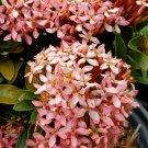 Dwarf Pink Ixora Live Plants 2 TO 4 INCHES TALL