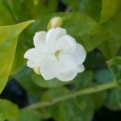 Tea Jasmine Sambac Fragrant Flowers Plants 2 TO 4 INCHES TALL