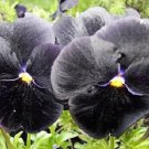 Best Plant Black Pansy Clear Crystals Viola 50 seeds