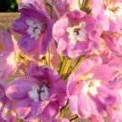 Pink Delphinium Consolida Ambigua Flower 100 Seeds