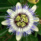 BLUE CROWN PASSION FLOWER VINE Passiflora Caerulea  10 seeds