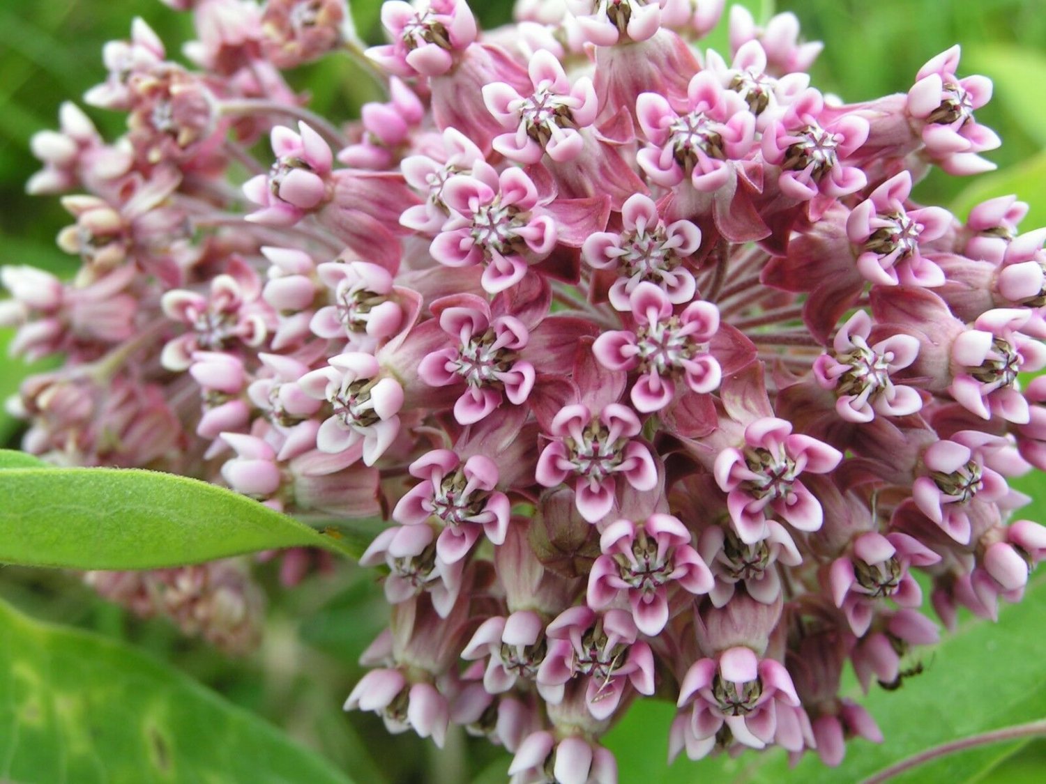 Best PINK COMMON MILKWEED MONARCHS 100 seeds