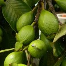 20 seeds GUAVA Psidium Guajava Fruit Tree