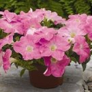 Ramblin Shades Of Pink Trailing Petunia 25 Pelleted Seeds
