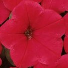 Easy Wave Red Petunia 25 Pelleted Seeds