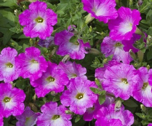 Opera Supreme Pink Morn Trailing Petunia 25 Pelleted Seeds