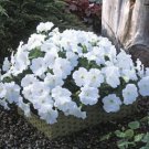 Trilogy White Trailing Petunia 25 Pelleted Seeds