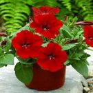 Ramblin Red Trailing Petunia 25 Pelleted Seeds