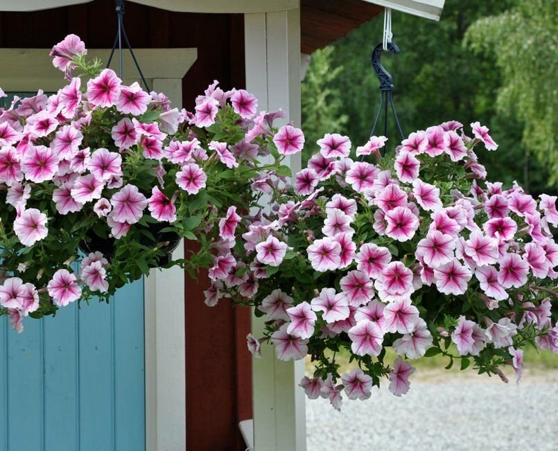 Opera Supreme Raspberry Ice Trailing Petunia 25 Pelleted Seeds