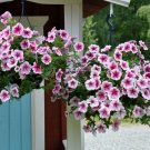 Opera Supreme Raspberry Ice Trailing Petunia 25 Pelleted Seeds