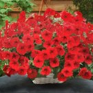 Opera Supreme Red Trailing Petunia 25 Pelleted Seeds