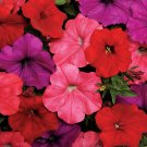 Mix color Easy Wave South Beach Trailing Petunia 25 Pelleted Seeds