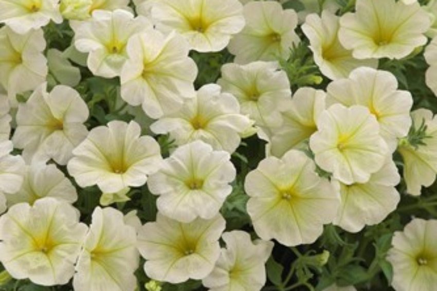 Opera Supreme Lemon Trailing Petunia 25 Pelleted Seeds