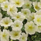 Opera Supreme Lemon Trailing Petunia 25 Pelleted Seeds