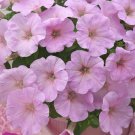 Trilogy Pink Lips Trailing Petunia 25 Pelleted Seeds