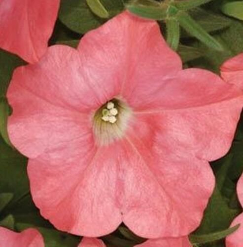 Easy Wave Coral Reef Trailing Petunia 25 Pelleted Seeds
