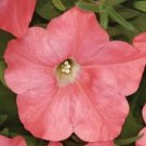 Easy Wave Coral Reef Trailing Petunia 25 Pelleted Seeds