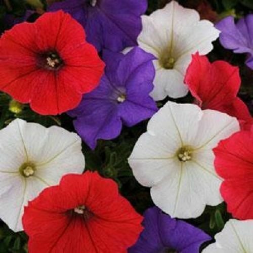 Shock Wave Volt Mix Trailing Petunia 25 Pelleted Seeds
