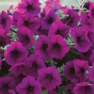 Trilogy Purple Trailing Petunia 25 Pelleted Seeds