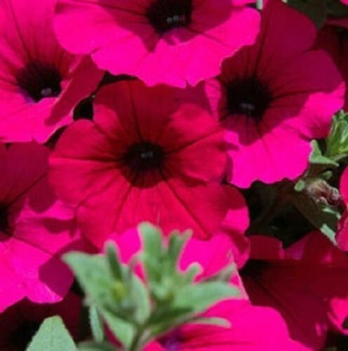 Opera Supreme Purple Mix Trailing Petunia 25 Pelleted Seeds