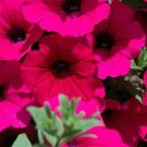 Opera Supreme Purple Mix Trailing Petunia 25 Pelleted Seeds