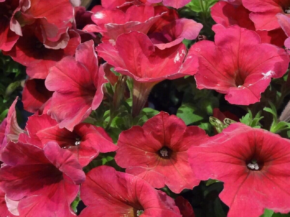 Easy Wave Berry Velour Trailing Petunia 25 Pelleted Seeds