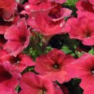 Easy Wave Berry Velour Trailing Petunia 25 Pelleted Seeds