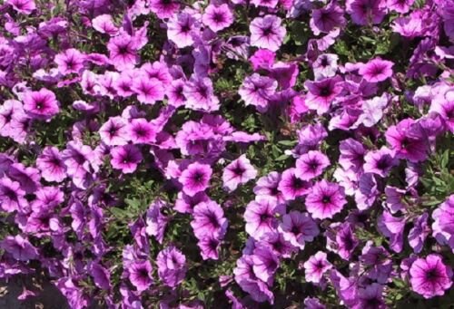 Easy Wave Plum Veined Trailing Petunia 25 Pelleted Seeds
