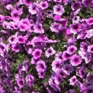 Easy Wave Plum Veined Trailing Petunia 25 Pelleted Seeds