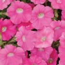 Shock Wave Rose Trailing Petunia 25 Pelleted Seeds