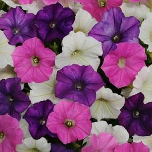 Shock Wave Sparks Mix Trailing Petunia 25 Pelleted Seeds