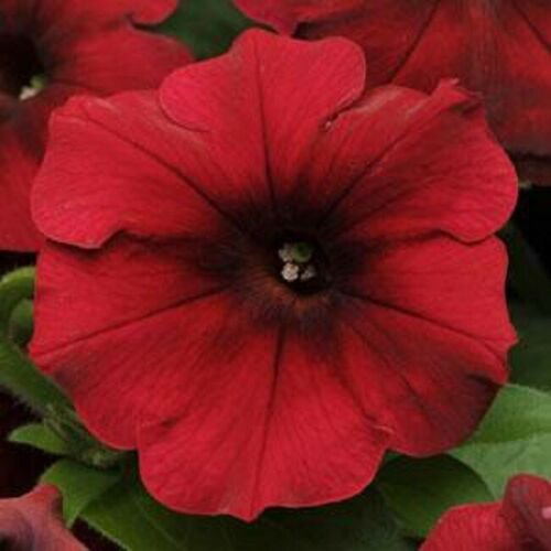 Easy Wave Red Velour Trailing Petunia 25 Pelleted Seeds