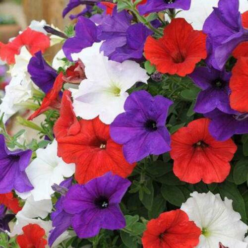 Wave Flag Mix Trailing Petunia 25 Pelleted Seeds