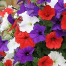 Wave Flag Mix Trailing Petunia 25 Pelleted Seeds