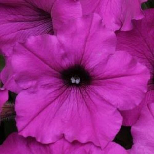 Easy Wave Violet Trailing Petunia 25 Pelleted Seeds